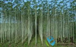 广西林业产业保持高速增长势头